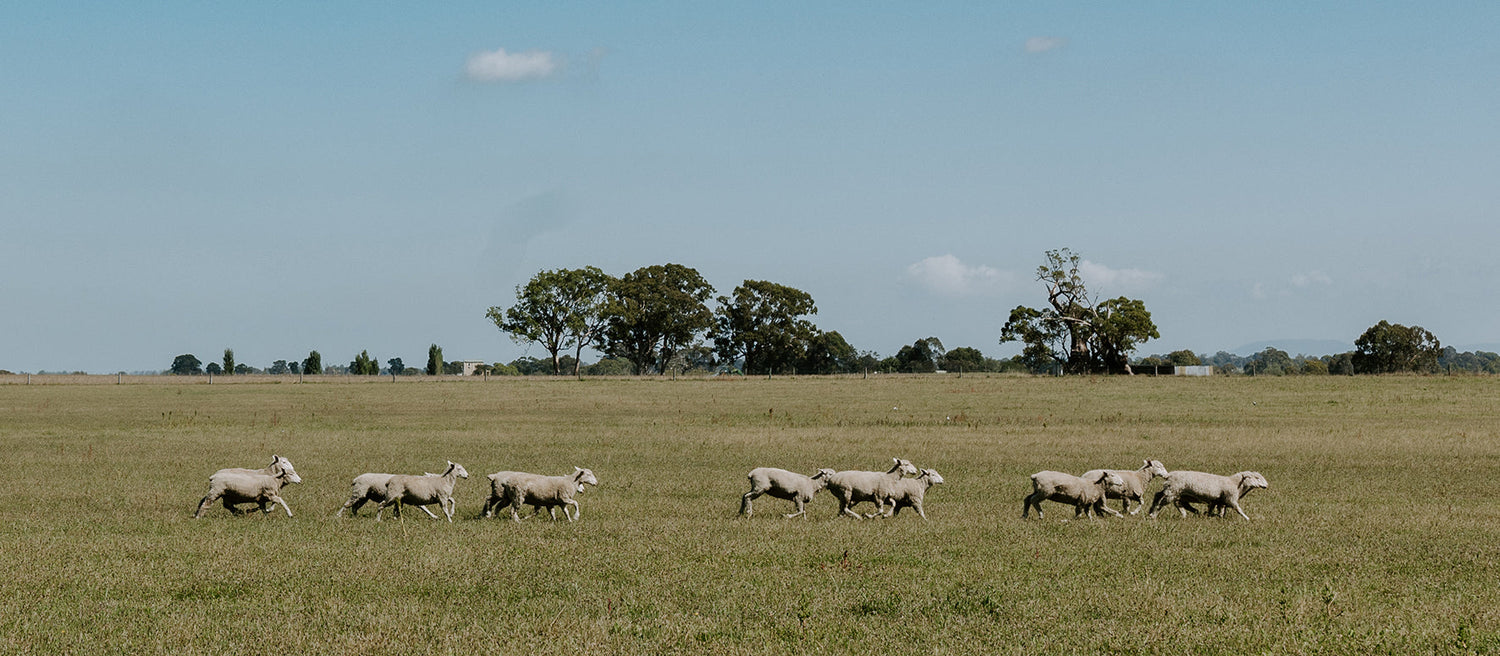 Lamb