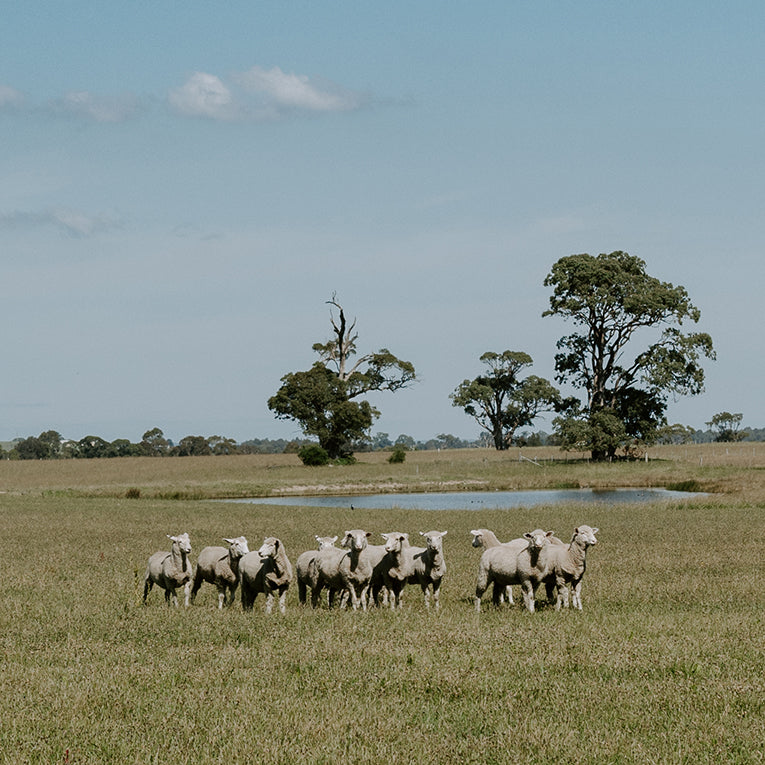 Bulk Lamb