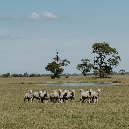 Half Lamb
